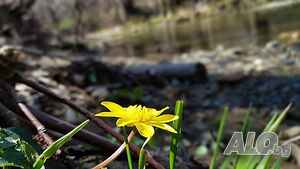 image_52
