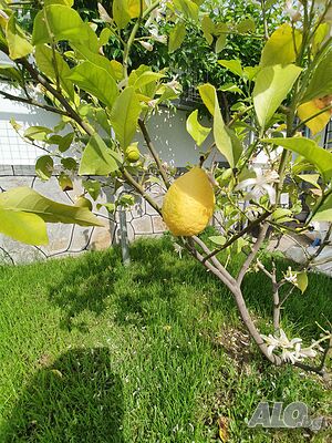 image_5