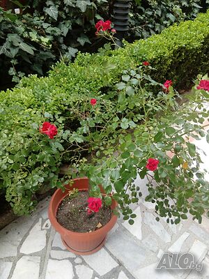 image_8