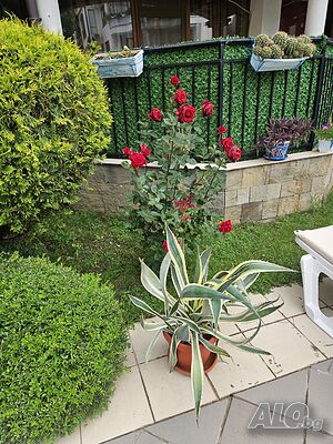 image_31