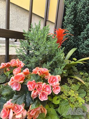 image_29