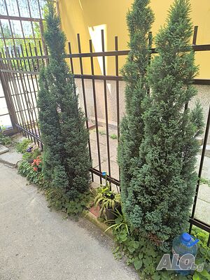 image_30