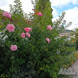 image_5