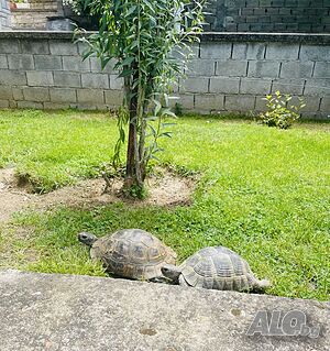 image_46