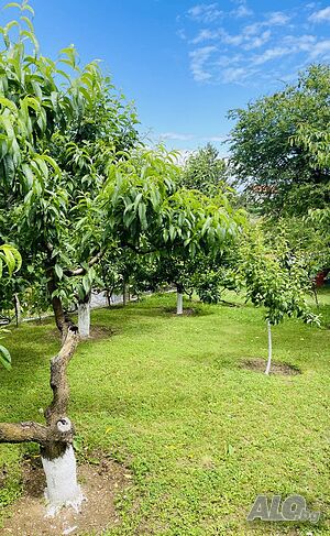 image_49