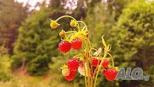 image_17