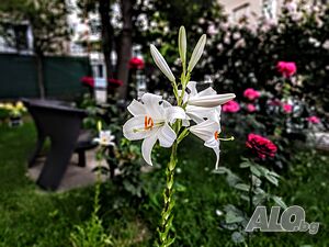 image_22