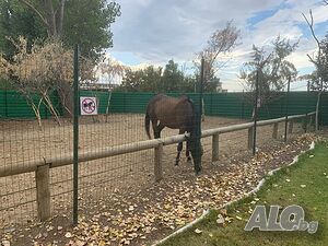 image_38