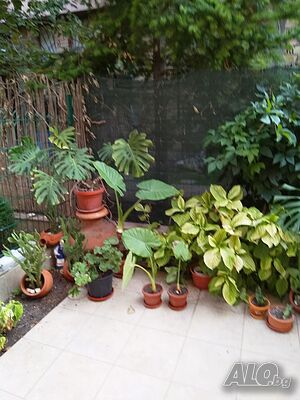 image_7