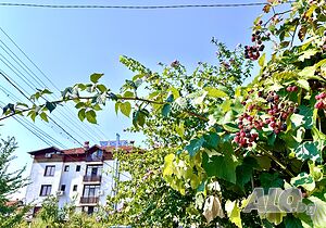image_21