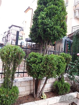 image_19