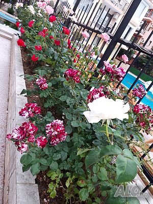 image_18