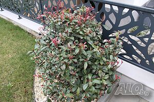 image_34