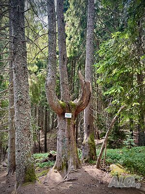 image_38