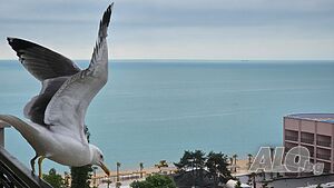 image_3