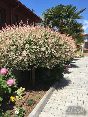 image_5