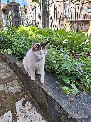 image_11