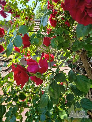 image_16
