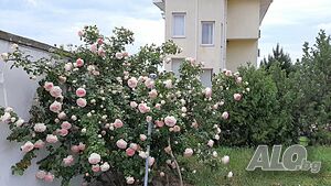 image_19