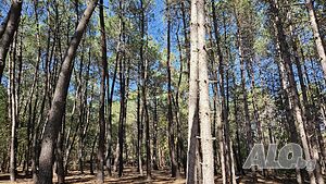 image_11
