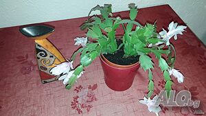 image_36