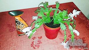 image_34