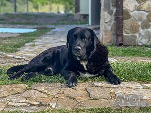 image_42