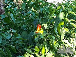 image_33