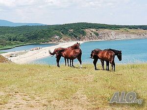 image_46