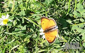 image_22