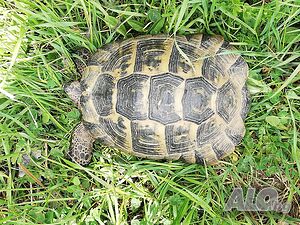 image_43