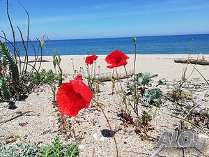 image_44