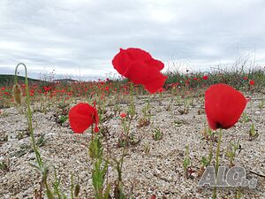 image_51