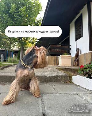 Къщи за гости Бунгала на морето / Нощувки до плажа - Нестинарка в гр. Царево База СМ