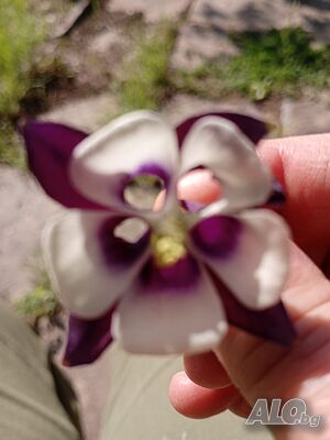 image_48