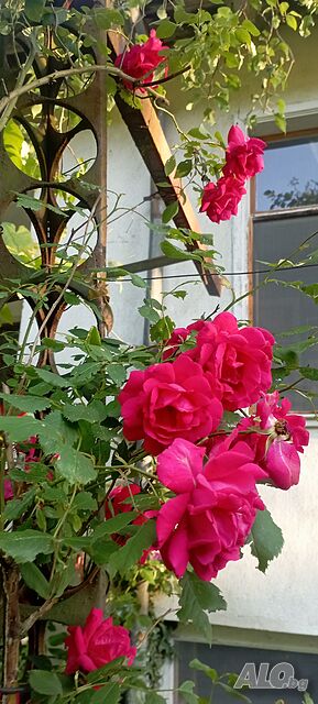 image_50