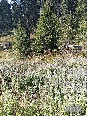image_19