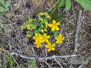 image_15