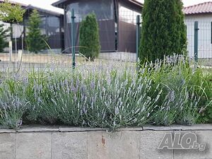 image_29