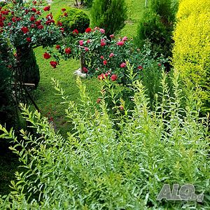 image_17