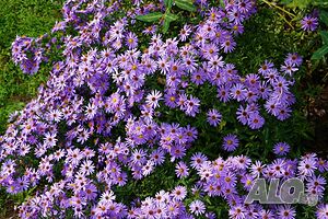 image_21