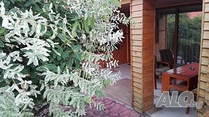 image_19
