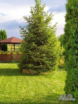 image_36