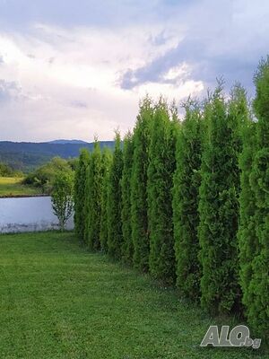 image_40