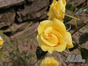 image_35