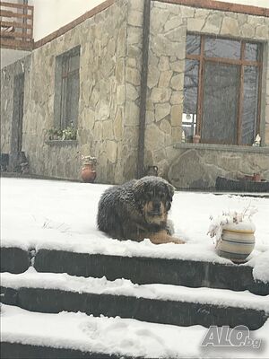 image_61