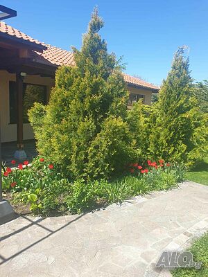 image_33