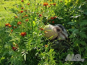 image_14
