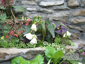 image_26