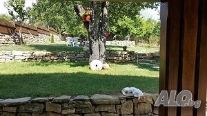 image_8